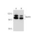 Spartin Antibody (D-4) - Western Blotting - Image 137697 
