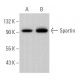 Spartin Antibody (D-4) - Western Blotting - Image 366545