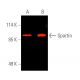Spartin Antibody (D-4) - Western Blotting - Image 391221 