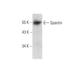 Spastin Antibody (A-2) - Western Blotting - Image 131229