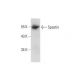 Spastin Antibody (A-2) - Western Blotting - Image 131229