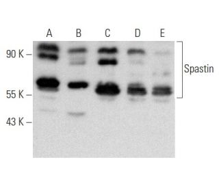 Spastin Antibody (C-3) - Western Blotting - Image 357265 