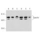 Spastin Antibody (Sp 6C6) - Western Blotting - Image 357266 