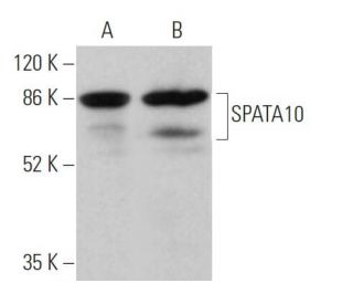 SPATA10 Antibody (C-11) - Western Blotting - Image 370128 