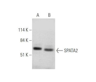SPATA2 Antibody (B-7) - Western Blotting - Image 344709 