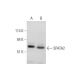 SPATA2 Antibody (B-7) - Western Blotting - Image 344709 