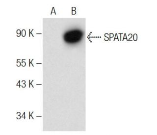 SPATA20 Antibody (D-3) - Western Blotting - Image 145599 