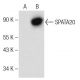 SPATA20 Antibody (D-3) - Western Blotting - Image 145599 
