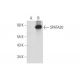 SPATA20 Antibody (H-10) - Western Blotting - Image 344469