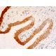 SPATA33 Antibody (A-2) - Immunohistochemistry - Image 411688