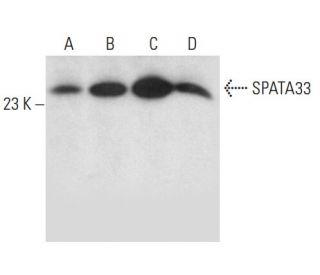 SPATA33 Antibody (A-2) - Western Blotting - Image 326529 