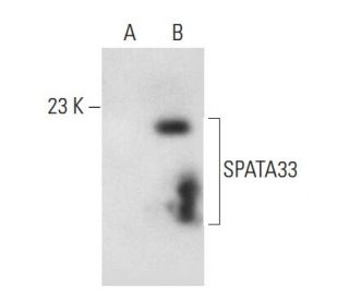 SPATA33 Antibody (D-3) - Western Blotting - Image 326493