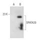 SPATA33 Antibody (D-3) - Western Blotting - Image 326493