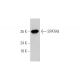 SPATA9 Antibody (F-6) - Western Blotting - Image 349283