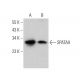 SPATA9 Antibody (F-6) - Western Blotting - Image 374393 