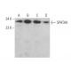 SPATA9 Antibody (F-6) - Western Blotting - Image 374395 