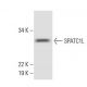 SPATC1L Antibody (C-4) - Western Blotting - Image 289994