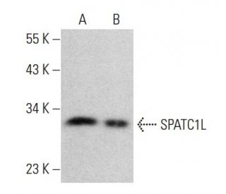 SPATC1L Antibody (C-4) - Western Blotting - Image 379399 