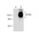SPCA1/2 Antibody (B-3) - Western Blotting - Image 283635