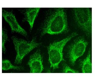 SPCA2 Antibody (B-5) - Immunofluorescence - Image 302508 