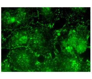 SPCS3 Antibody (G-7) - Immunofluorescence - Image 301875 