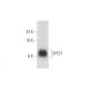 SPEC1 Antibody (E-2) - Western Blotting - Image 333660