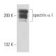 spectrin α I Antibody (IID2) - Western Blotting - Image 15550