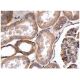 immunohistochemistry image from recommended spectrin α II (C-3) monoclonal antibody replacement. Image 156761