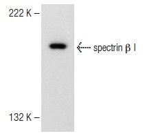 spectrin β I Antibody (A-12) | SCBT - Santa Cruz Biotechnology