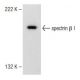 spectrin β I Antibody (A-12) - Western Blotting - Image 149684 