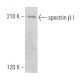 spectrin β I Antibody (A-12) - Western Blotting - Image 357956 