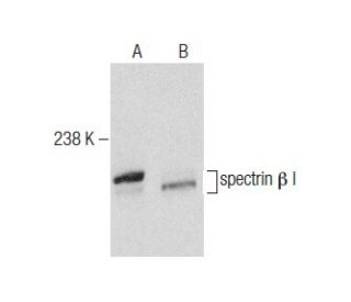 spectrin &beta; I Antibody (B-2) - Western Blotting - Image 284502 