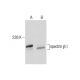 spectrin β I Antibody (B-2) - Western Blotting - Image 284502 