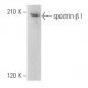 spectrin β I Antibody (B-2) - Western Blotting - Image 357959 
