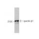spectrin β I Antibody (B-2) - Western Blotting - Image 374193