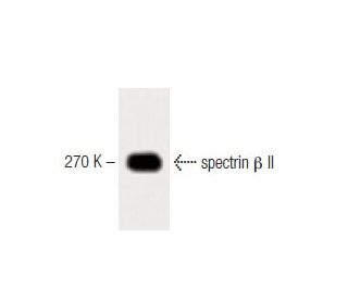spectrin &beta; II Antibody (42) - Western Blotting - Image 60443 