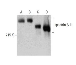 western blotting image from recommended spectrin &beta; III (A-8) monoclonal antibody replacement. Image 386125