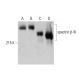 western blotting image from recommended spectrin β III (A-8) monoclonal antibody replacement. Image 386125