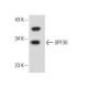 SPF30 Antibody (G-8) - Western Blotting - Image 160645 