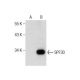 SPF30 Antibody (G-8) - Western Blotting - Image 160898