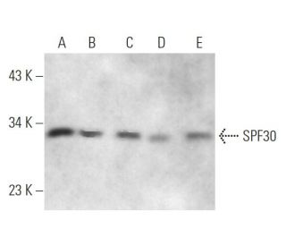 SPF30 Antibody (G-8) - Western Blotting - Image 372526 