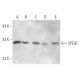 SPF30 Antibody (G-8) - Western Blotting - Image 372526 