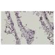 SPF30 Antibody (SQ-16) - Immunohistochemistry - Image 35976 