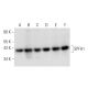 SPFH1 Antibody (A-7) - Western Blotting - Image 332820 