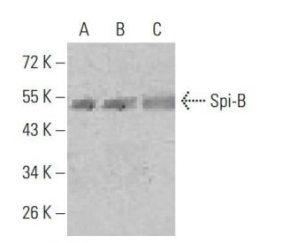 Spi-B Antibody (4G5B3) - Western Blotting - Image 358280 