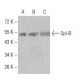 Spi-B Antibody (4G5B3) - Western Blotting - Image 358280 