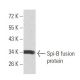 Spi-B Antibody (4G5B3) - Western Blotting - Image 358281