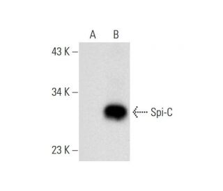 Spi-C Antibody (C-2) - Western Blotting - Image 323794
