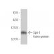 Spir-1 Antibody (4C5) - Western Blotting - Image 350241