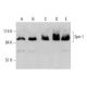 Spir-1 Antibody (H-1) - Western Blotting - Image 348588 